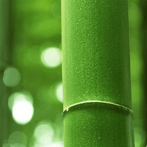Bamboo shoot
