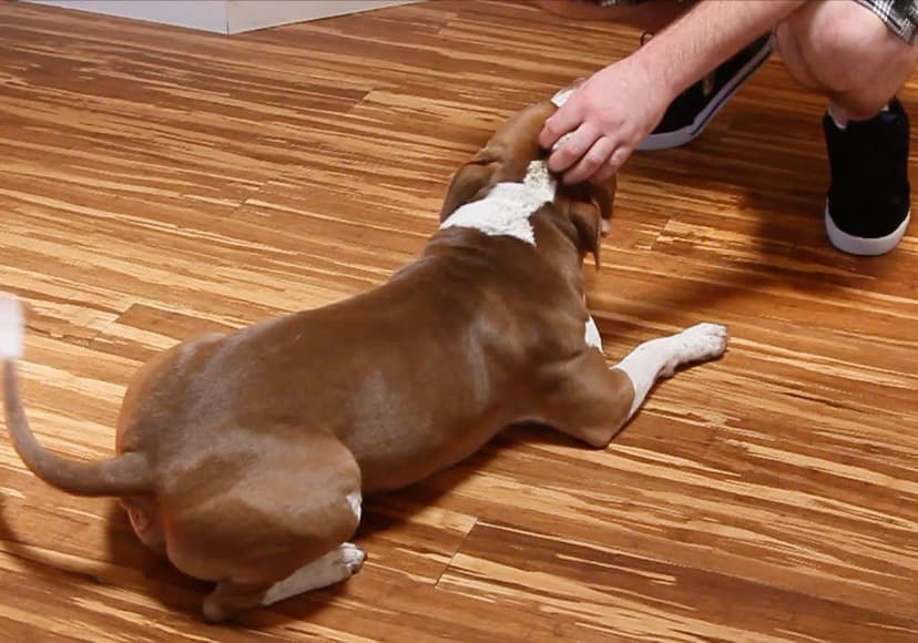 Flooring for Dog Owners | Green Shoots Blog | CALI