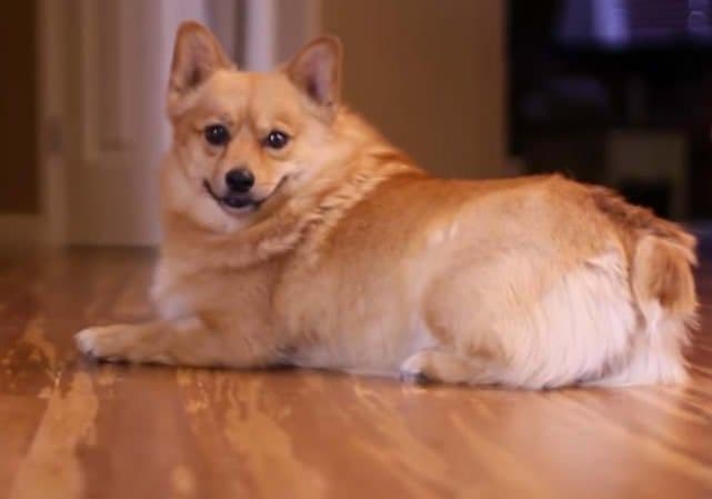 Pet Friendly Flooring: Durable & Easy to Clean | CALI