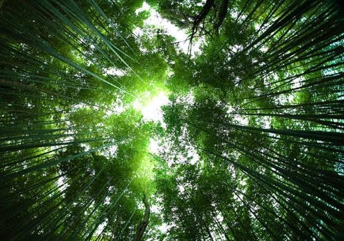 Beyond the Bamboo – More than just a “Green” Label